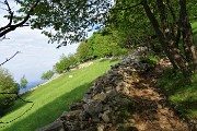 17 Sentiero-mulattiera con muri a secco